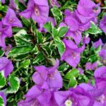 Bougainvillea ‘Blueberry Ice’ with vibrant purple-violet bracts and green leaves edged in creamy white, growing in a Sarasota garden under bright Florida sunlight.