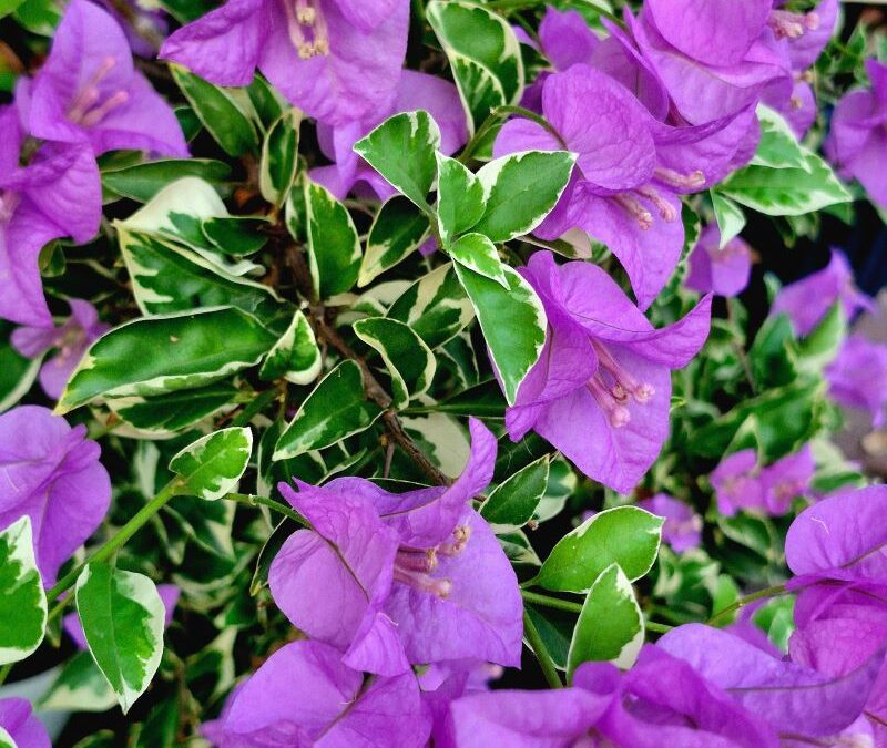 Bougainvillea ‘Blueberry Ice’: A Cool Classic for Sarasota Landscapes