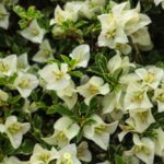 Bougainvillea ‘Coconut Ice’ in full bloom with creamy white bracts tinged with soft pink, climbing a pergola in a Sarasota tropical garden under bright Florida sunshine.