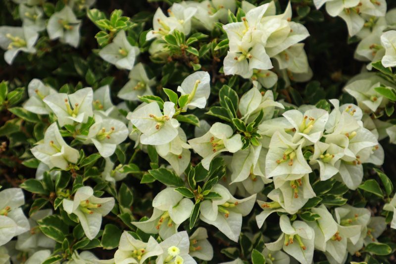 Bougainvillea ‘Coconut Ice’: Cool, Classy, and Florida-Friendly