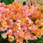 Bougainvillea ‘Delta Dawn’ with golden-pink bracts and green leaves edged in cream, blooming on a trellis in a Sarasota tropical garden under bright Florida sunlight.
