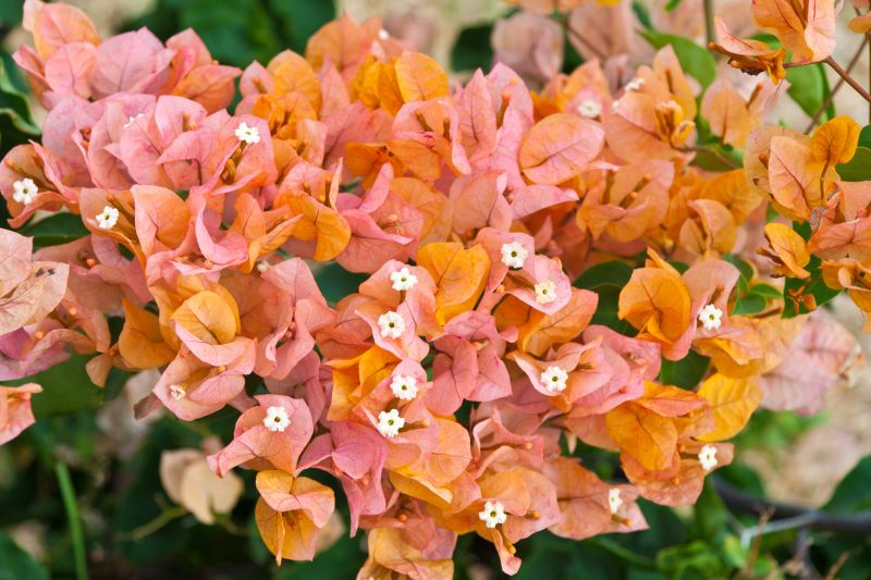 Bougainvillea ‘Delta Dawn’ with golden-pink bracts and green leaves edged in cream, blooming on a trellis in a Sarasota tropical garden under bright Florida sunlight.