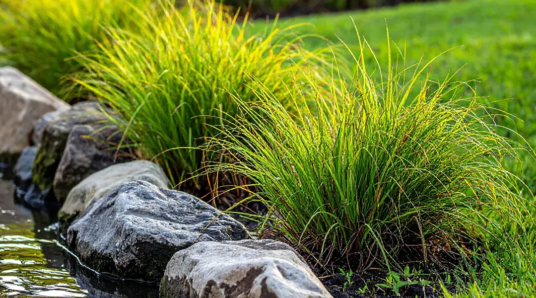 Juncus Grass (Juncus effusus) — Sarasota Design, Care & Rain-Garden Guide
