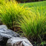 Clumps of Juncus Grass forming upright green stems along a rock-lined rain garden in Sarasota.