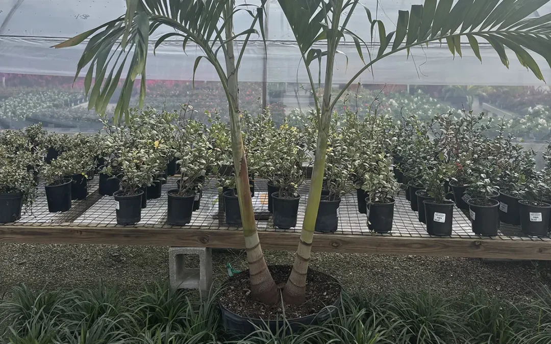 Christmas Palm Double Green at troys tropics sarasota