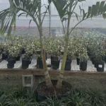 Christmas Palm Double Green at troys tropics sarasota