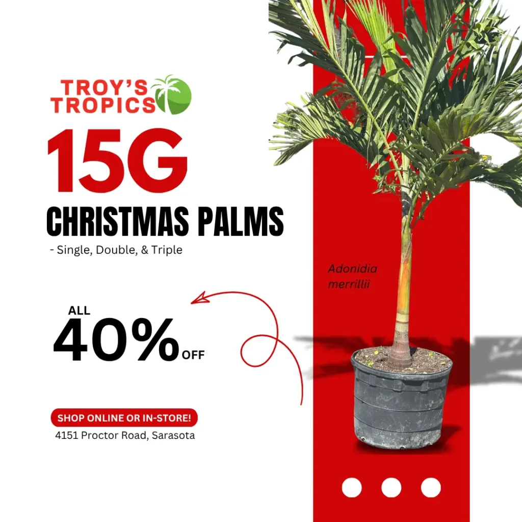 christmas palms sale 15g single double triple troys tropics