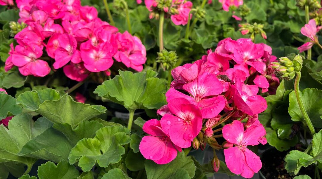 Geraniums for Sarasota’s Cool Season: Meet Patriot, Calliope & Tickled Pink
