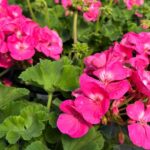 Patriot, Calliope, and Tickled Pink geraniums in Sarasota nursery—cool-season color display