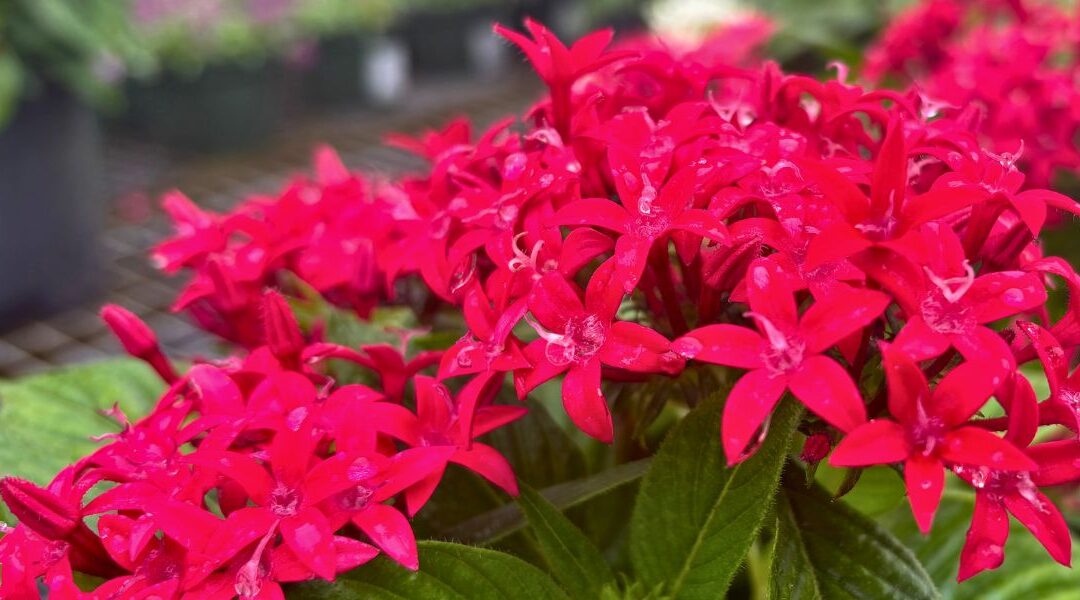 “Graffiti” Pentas: Sarasota’s Most Reliable Butterfly Magnet (That Blooms All Year)