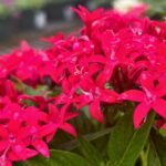 Penta Graffiti, Beebright, and Lucky Star blooming in Sarasota containers with butterflies visiting