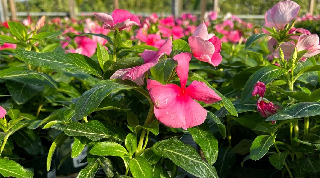 Winter Color That Lasts: Vinca Cora XDR ‘Orchid’ & ‘Deep Strawberry’ for Sarasota Gardens