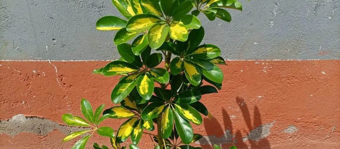 Arboricola