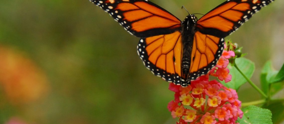 monarch butterfly monarch butterfly