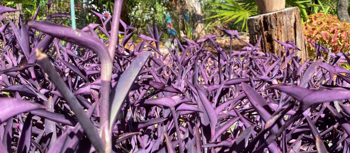 purple heart plant feature