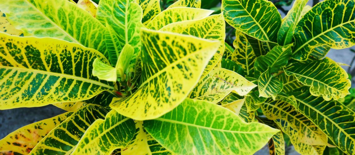 Iceton croton