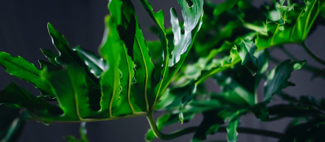 Philodendron Xanadu featured image