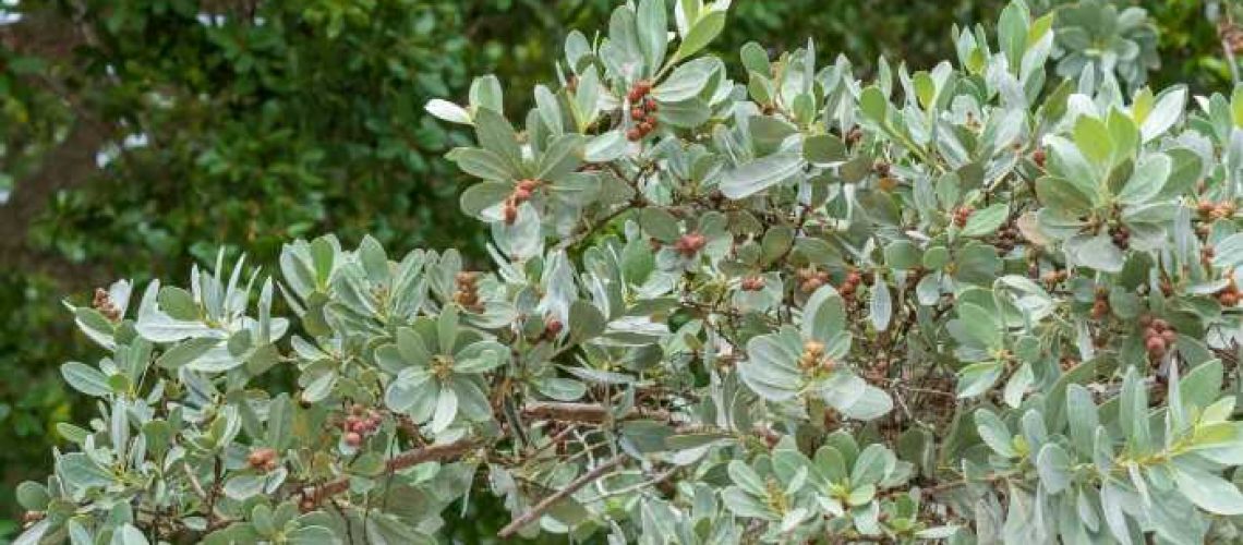 Silver Buttonwood Plant