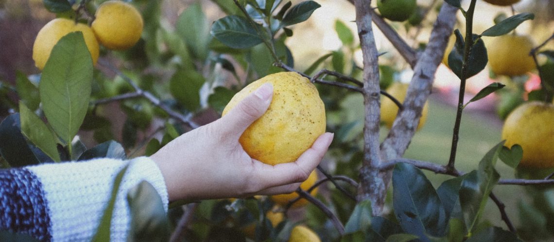 lemon tree picking