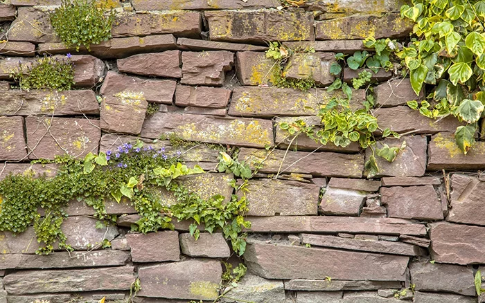 old cobblestone wall vegetation background