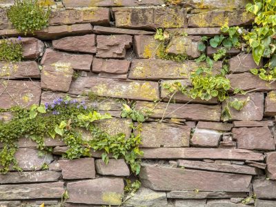 old-cobblestone-wall-vegetation-background