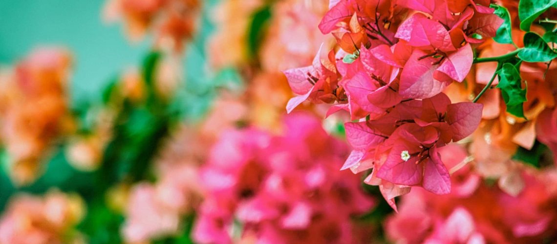Guide to Bougainvilleas, Vincas, and Pentas Troy's Tropics Retail