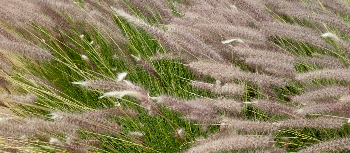White Fountain Grass featured image